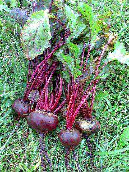 good varieties of beets