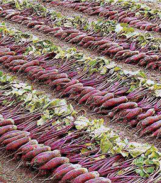 good varieties of beets