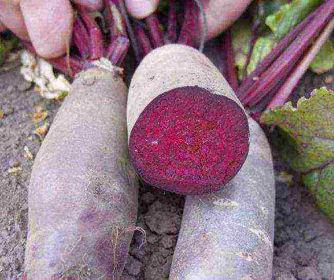 good varieties of beets