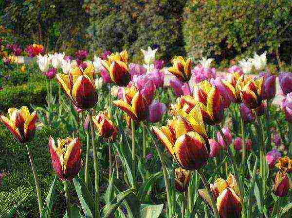 good varieties of tulips