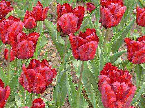 good varieties of tulips