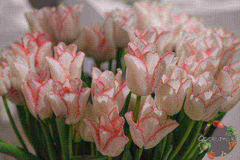 good varieties of tulips