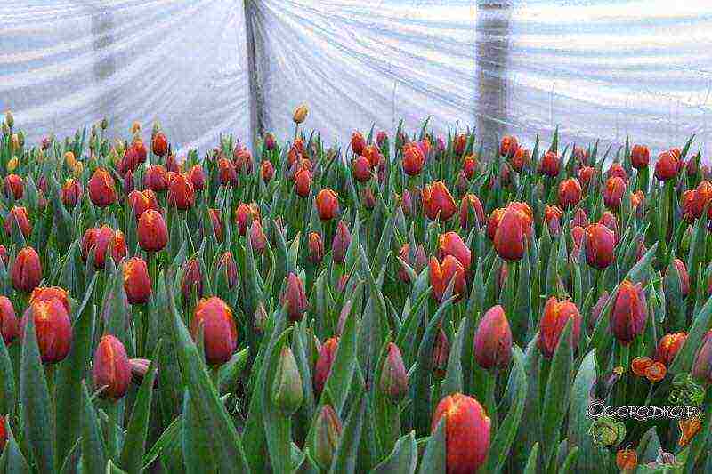 good varieties of tulips