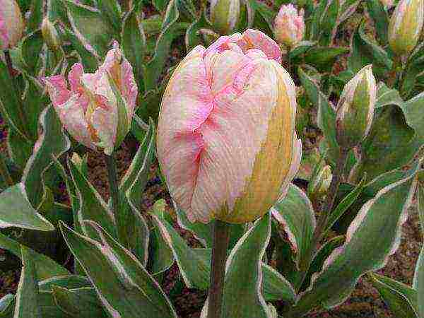 good varieties of tulips