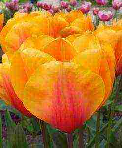 good varieties of tulips