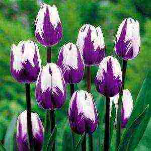 good varieties of tulips