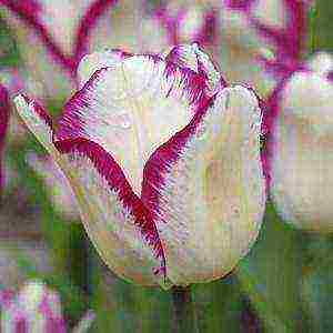 good varieties of tulips