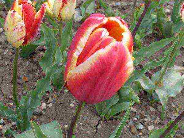 good varieties of tulips