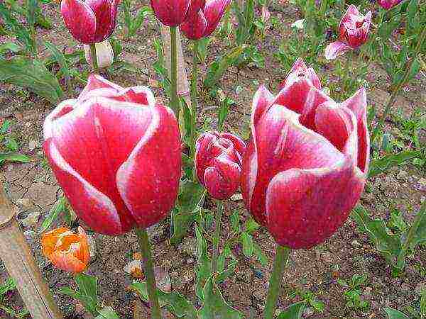 good varieties of tulips