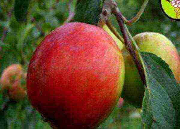 good varieties of apples