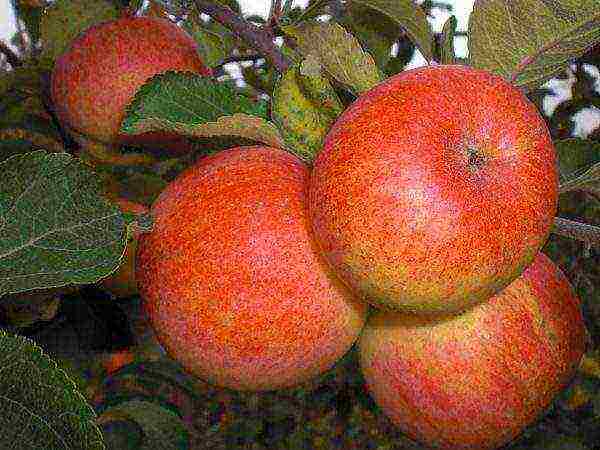 good varieties of apples