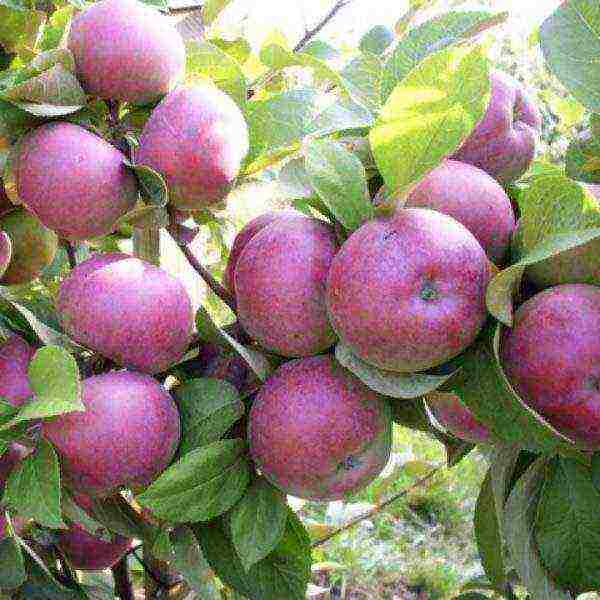 good varieties of apples