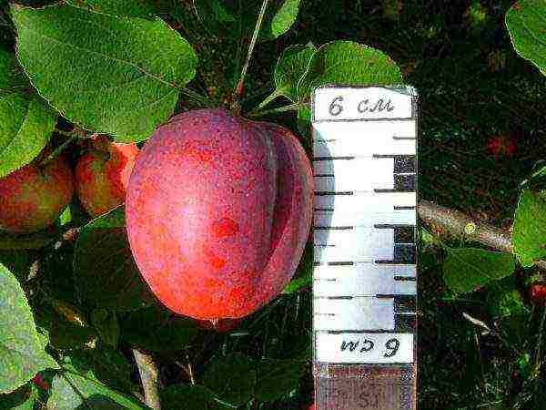 good varieties of apples