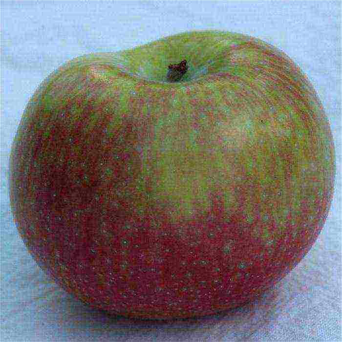 good varieties of apples