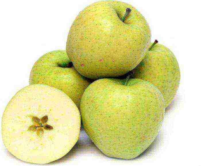 good varieties of apples