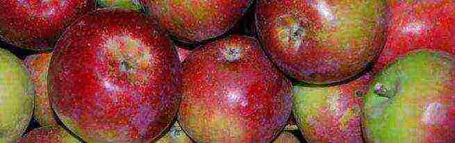 good varieties of apples