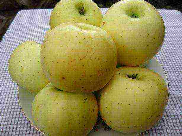 good varieties of apples