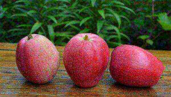 good varieties of apples