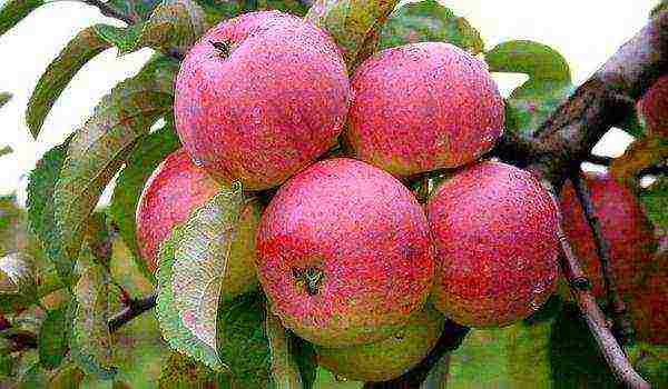 good varieties of apples