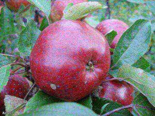 good varieties of apples