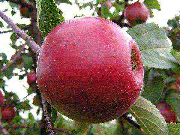 good varieties of apples