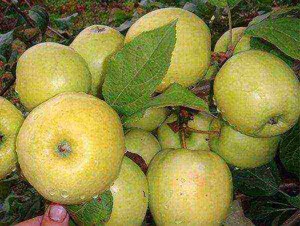 good varieties of apples