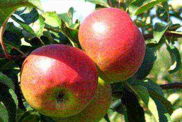 good varieties of apples