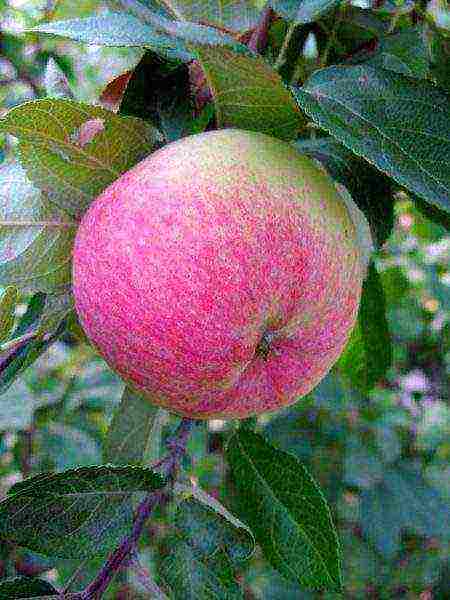 good varieties of apples