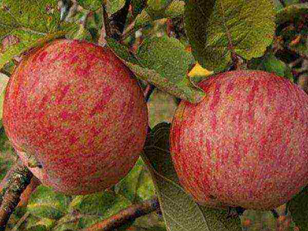 good varieties of apples