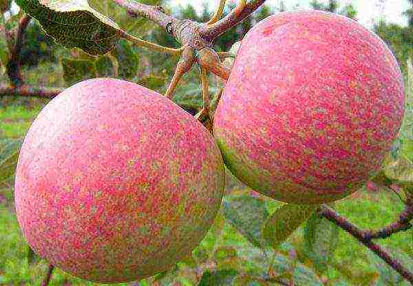 good varieties of apples