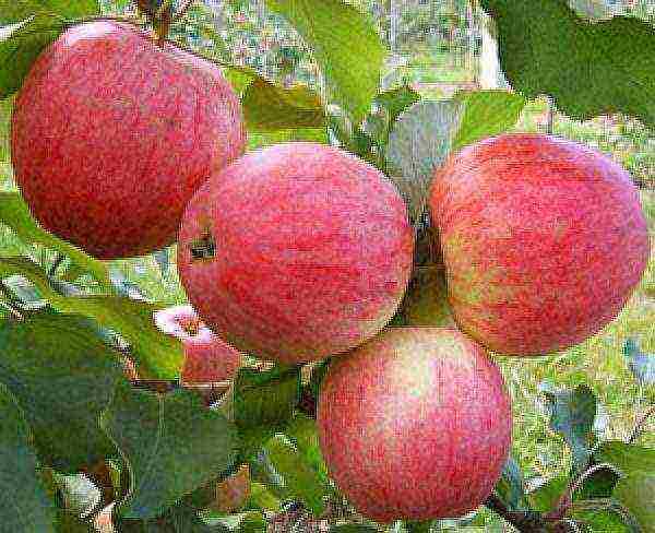 good varieties of apples