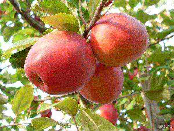 good varieties of apples