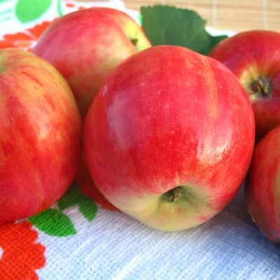 good varieties of apples