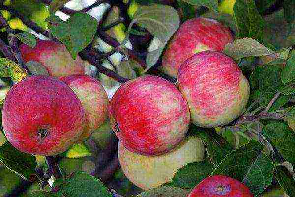 good varieties of apples