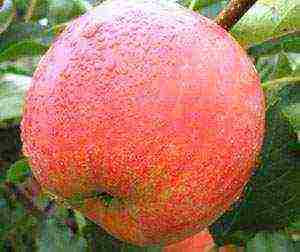 good apple varieties