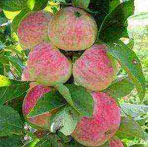 good apple varieties