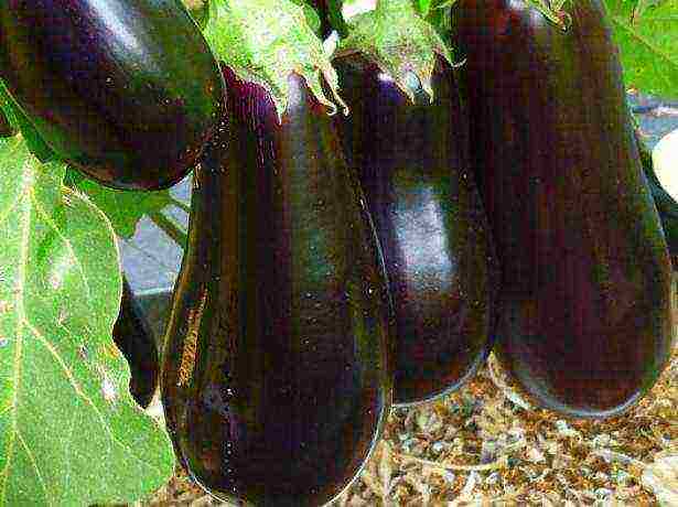 good grade eggplant