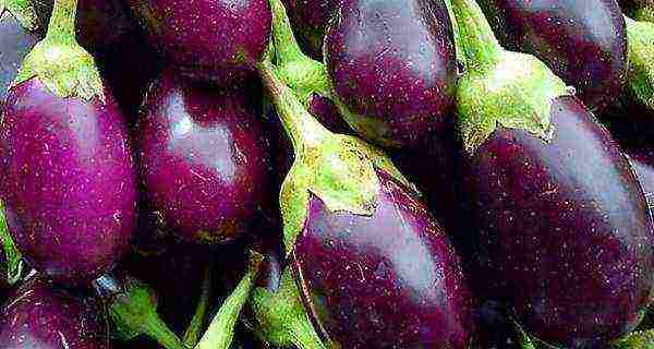 good grade eggplant