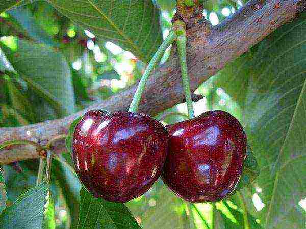 good variety of cherries