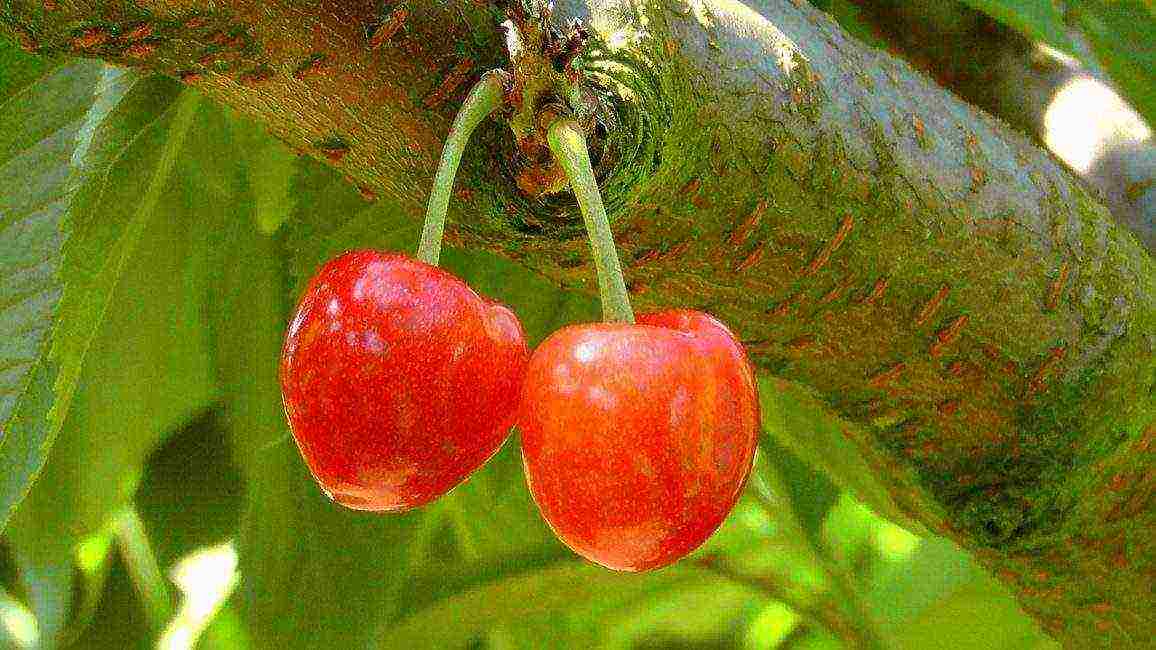 good variety of cherries