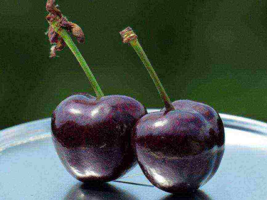 good variety of cherries