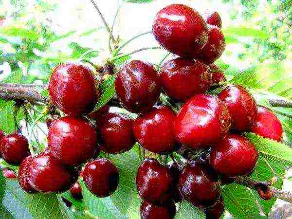 good variety of cherries