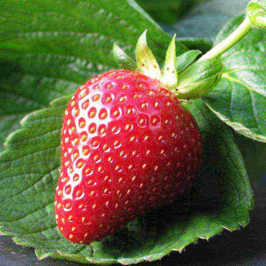 good variety of strawberries