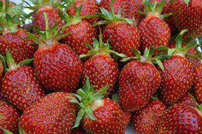 good variety of strawberries