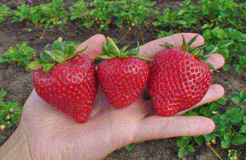 mahusay na pagkakaiba-iba ng mga strawberry