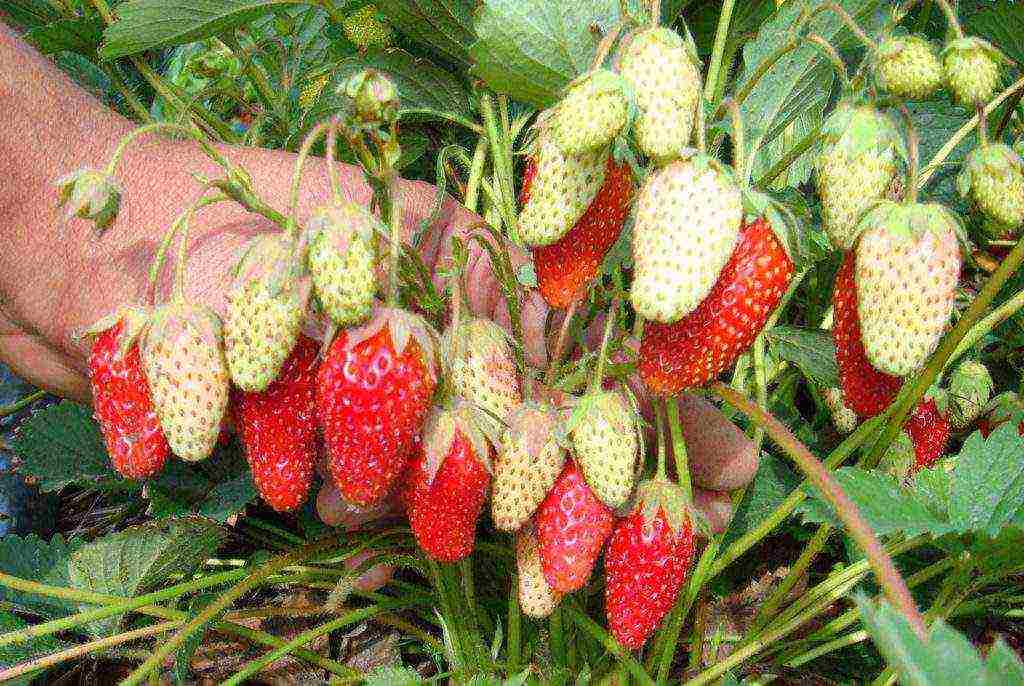 good variety of strawberries