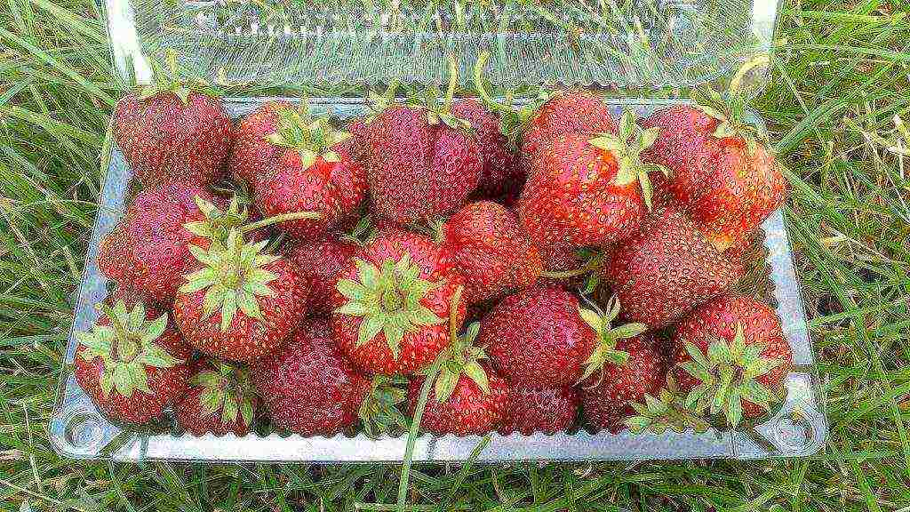 good variety of strawberries