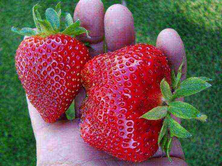 good variety of strawberries
