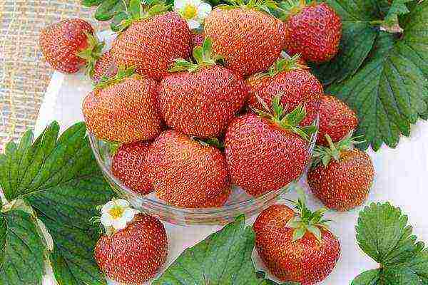 good variety of strawberries