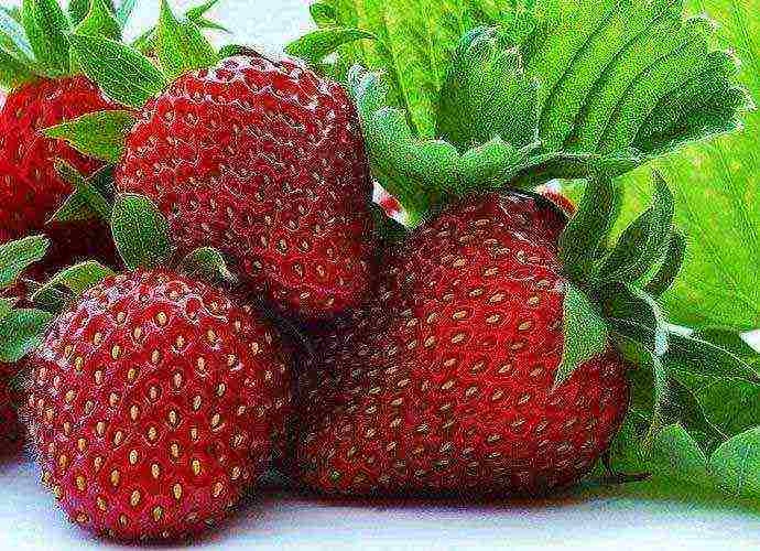 good variety of strawberries